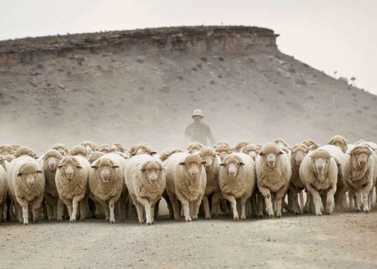 SONY DSC A shepherd guides a flock of sheep along a dusty road in the rugged landscape of Gannabos.