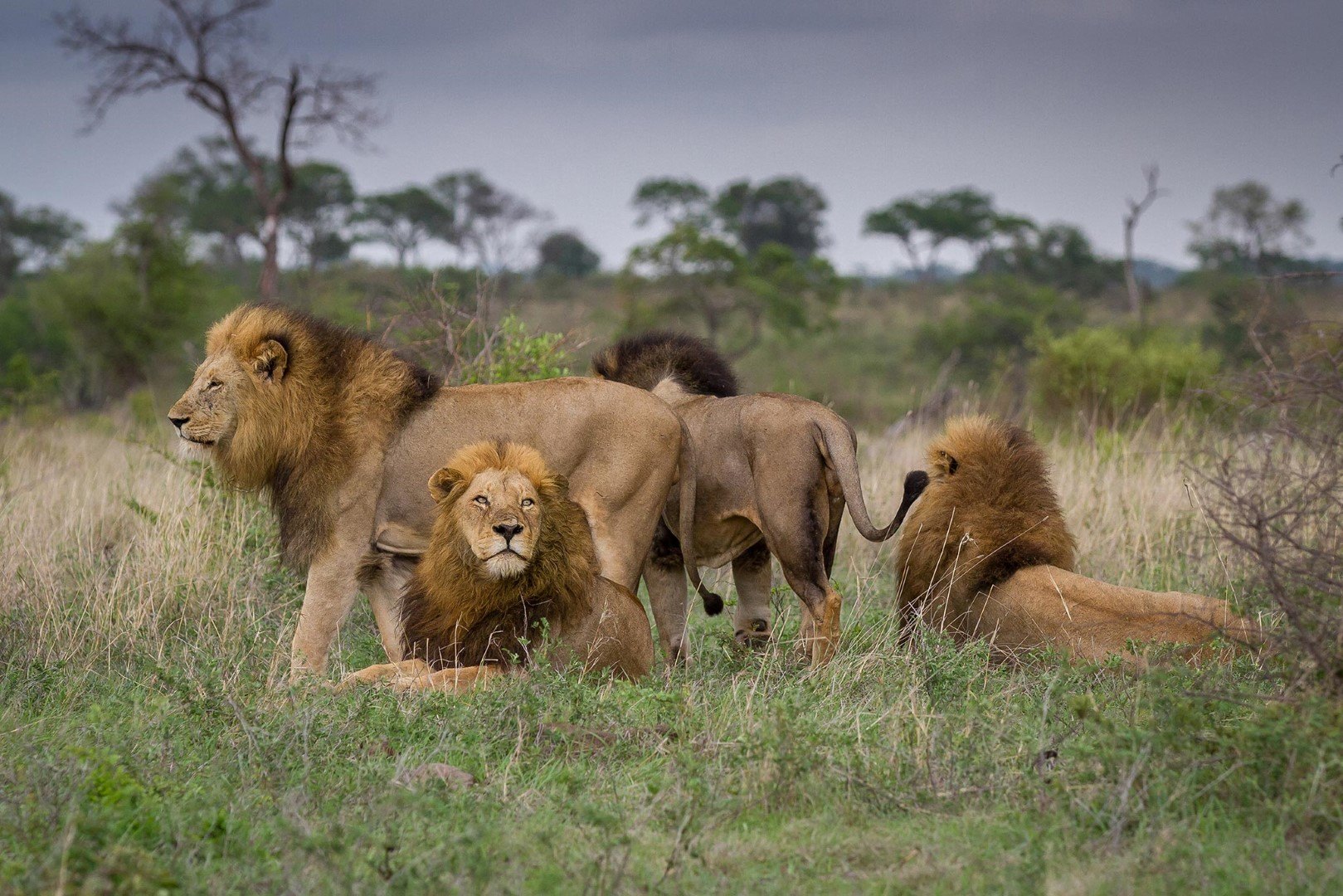 Qual é a melhor época para visitar o Parque Nacional Kruger?
