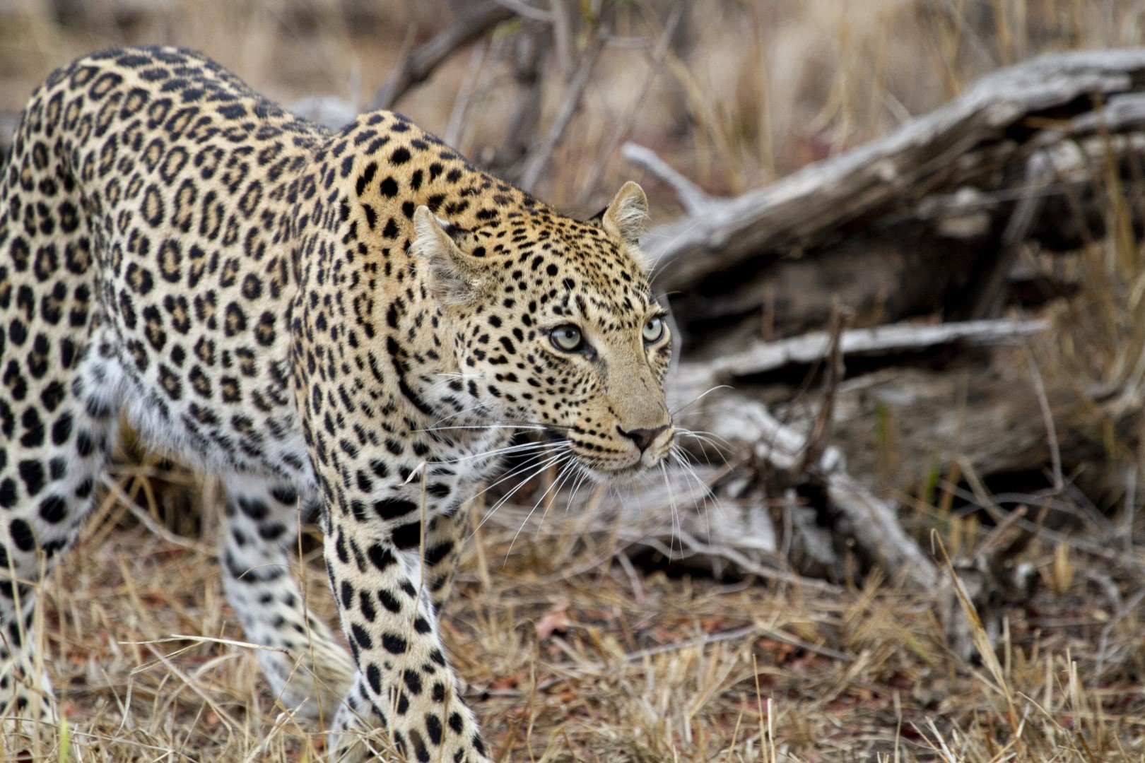 kruger-leopard leopard dusing best time to visit kruger
