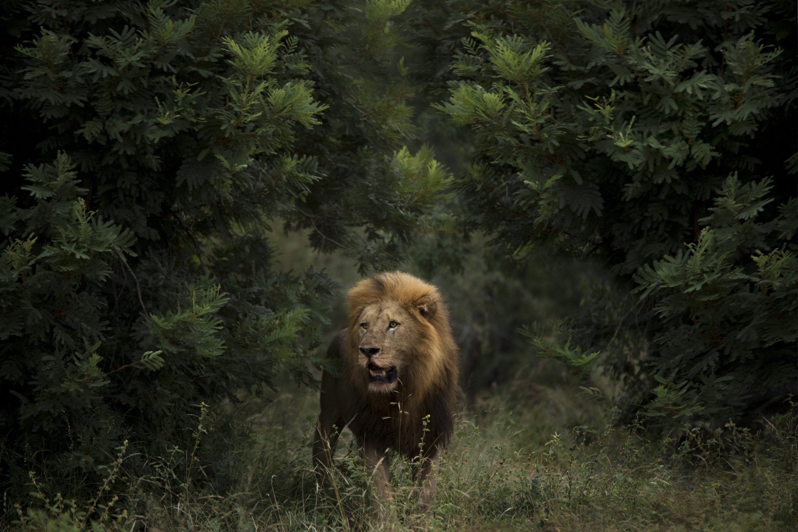 _L1B2452 (1) The Signature Southern Africa safari reaches its zenith in the Kruger