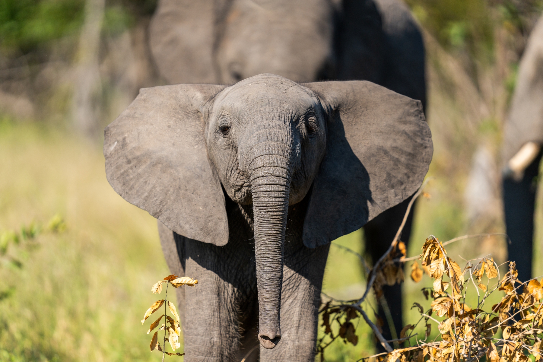 Silvan-safari-baby-elephant-kruger-sabi-sand A baby elephant flares its ears and curiously faces the camera, a reminder that the best time to visit Kruger depends on what you seek.