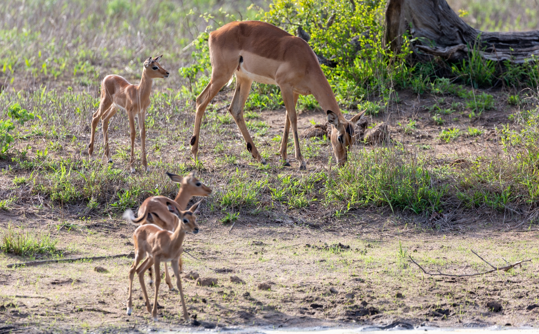 Silvan-safari-impala-kruger-national-park A mother impala grazes while her newborns stand alert in Kruger’s summer greenery, the best time to visit Kruger for baby wildlife.