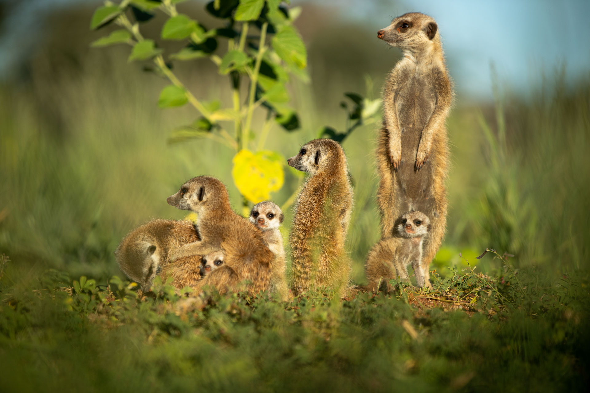 africa-up-close-by-rhino-africa-tswalu-kalahari-meerkats A close-up of a family of meerkats in Tswalu - one of the most unique places to travel