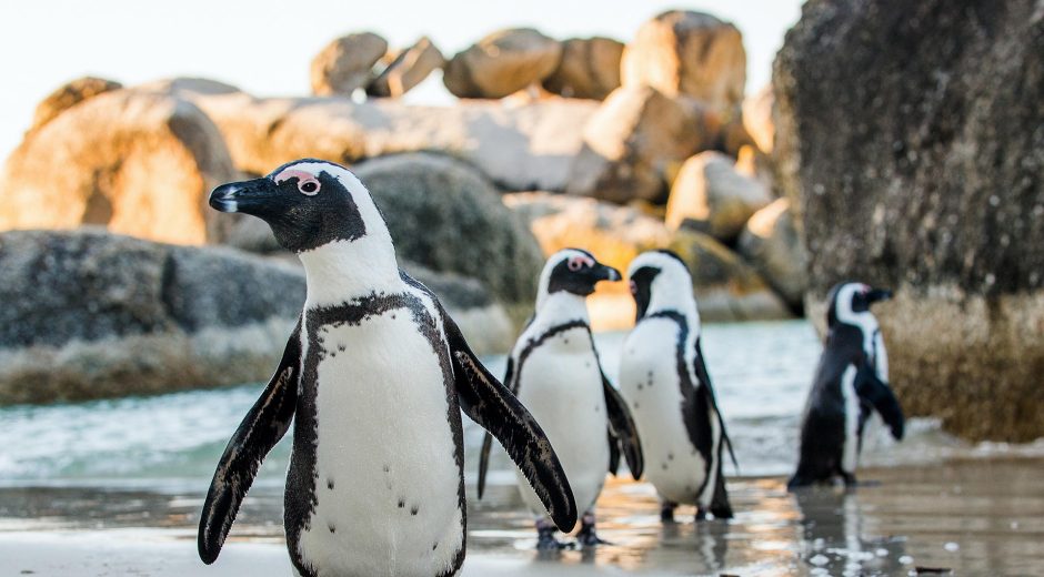 Visitar los pingüinos de Boulders Beach es una de nuestras experiencias únicas imprescindibles en África