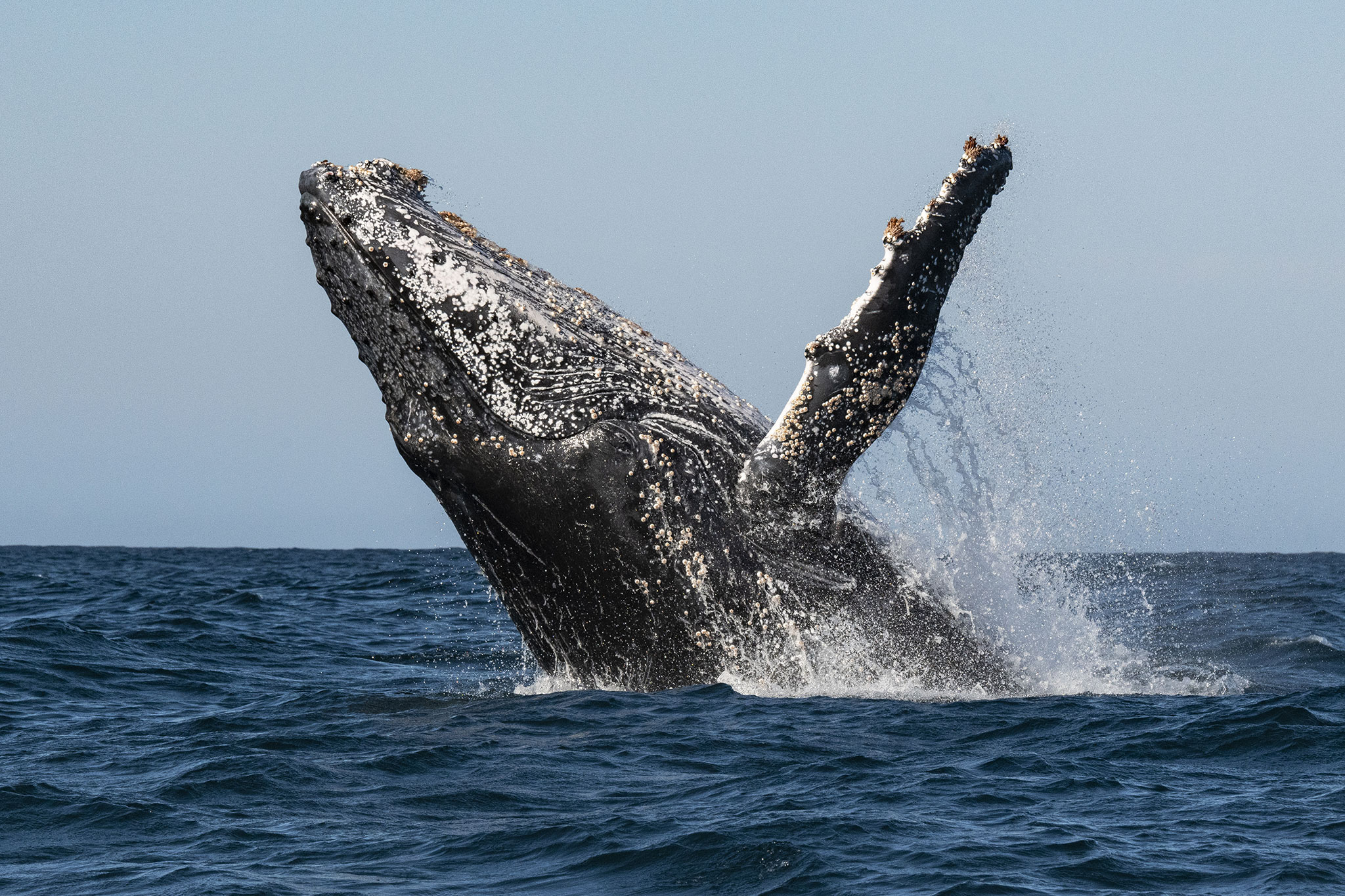 humpback-whale-jumping-out-of-the-water-south-africa_359341816 A humpback whale breaches the surface of the ocean, creating a dramatic splash