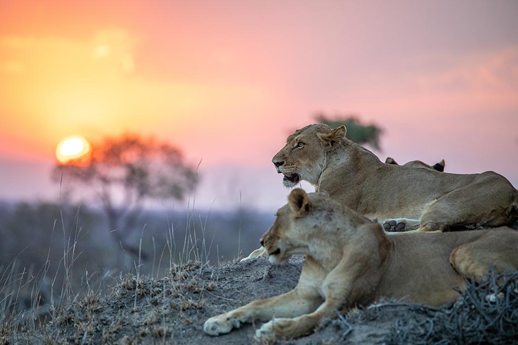 lions-in-the-kruger-national-park-copyright-rhino-africa_ONG2995 Lions in Kruger National Park
