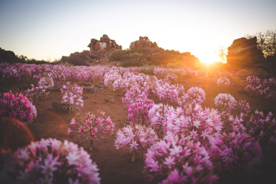 south-africa-nieuwoudtville-northern-cape-march-flowers The Most Unique Places to Visit for South African Travel in 2023