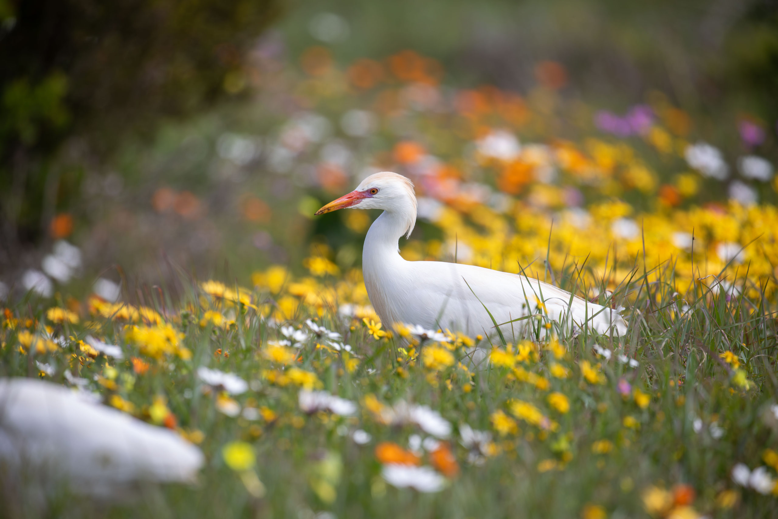 west-coast-national-park-by-brad-mitchell_D6A4036 A white bird gracefully walks through a meadow, surrounded by a vibrant array of wildflowers in full bloom.