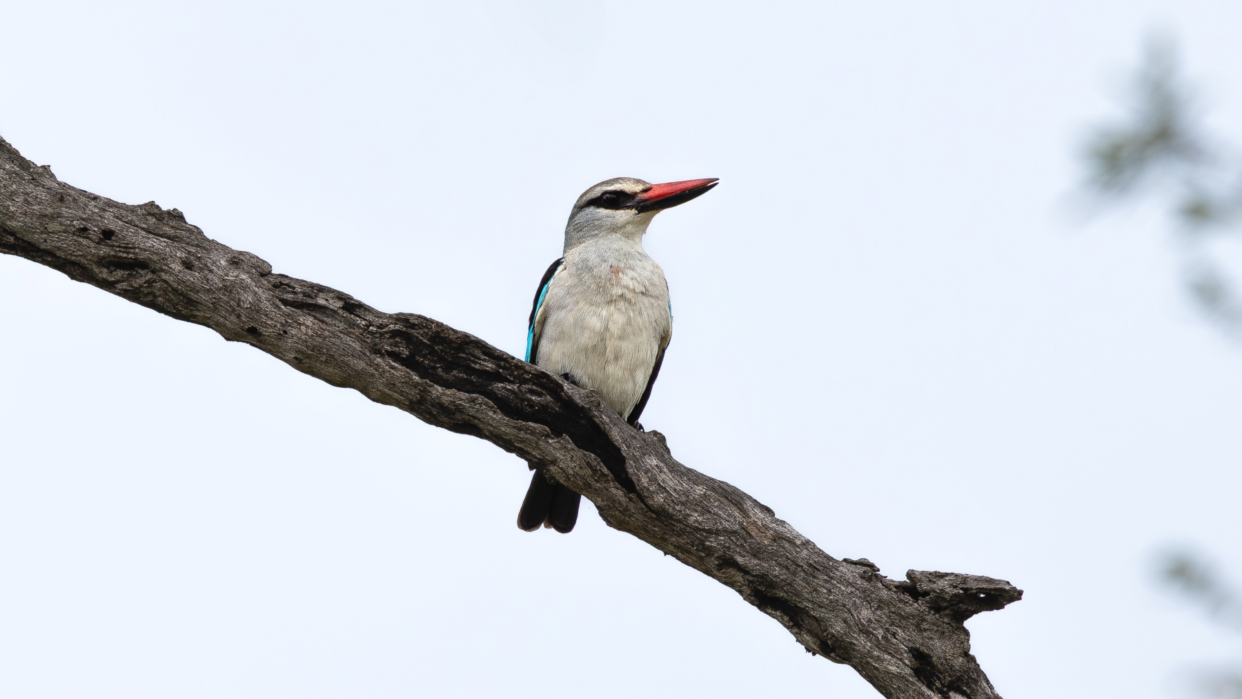 woodland-kingfisher-silvan-02022025-brad-mitchell A woodland kingfisher perches on a bare branch, showcasing how the best time to visit Kruger depends on what you want to experience.