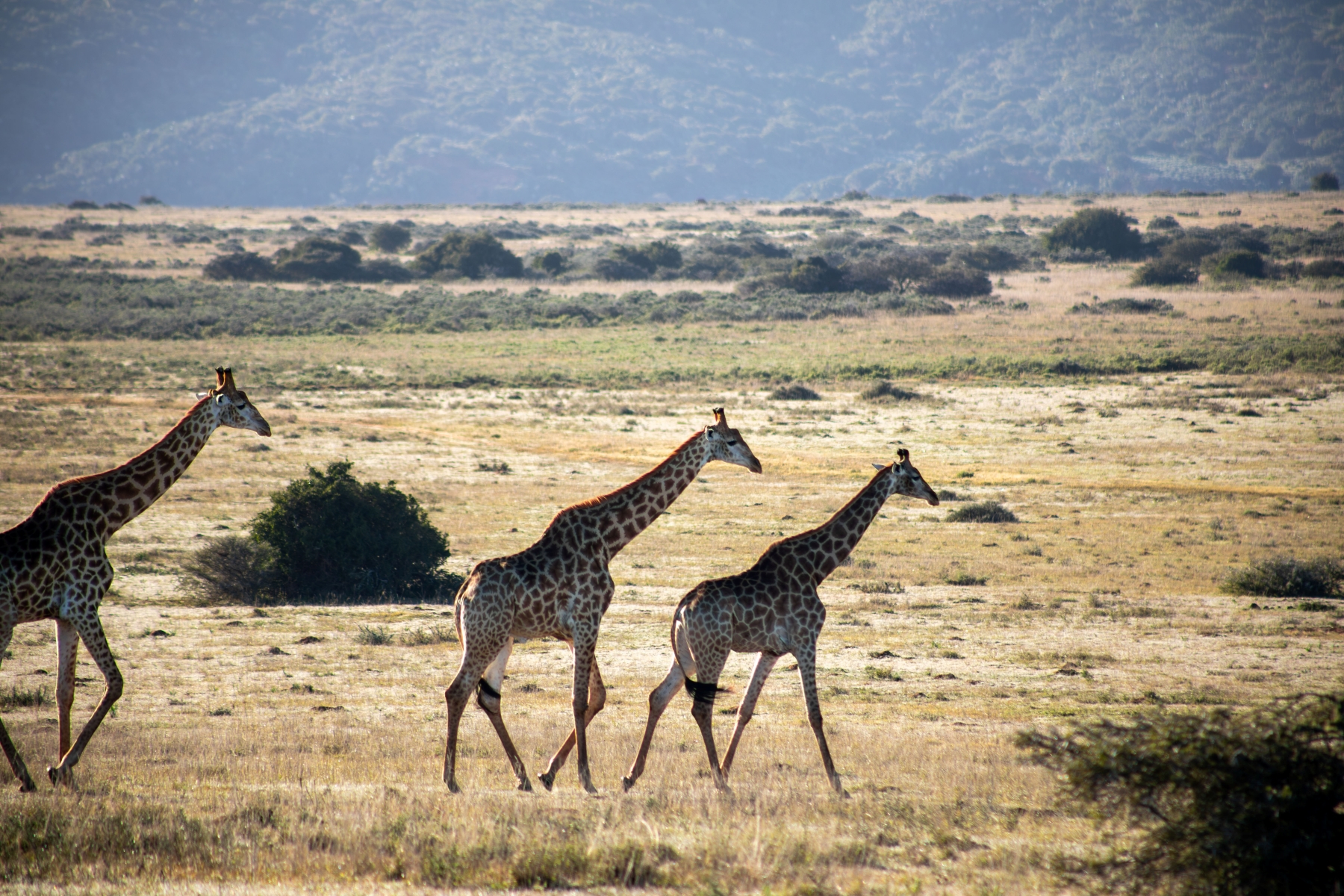 luxury-safaris-with-rhino-africa-at-amakhala_D6A1038 A small herd of giraffes gracefully strides across the open plains of a private game reserve during a babymoon safari.