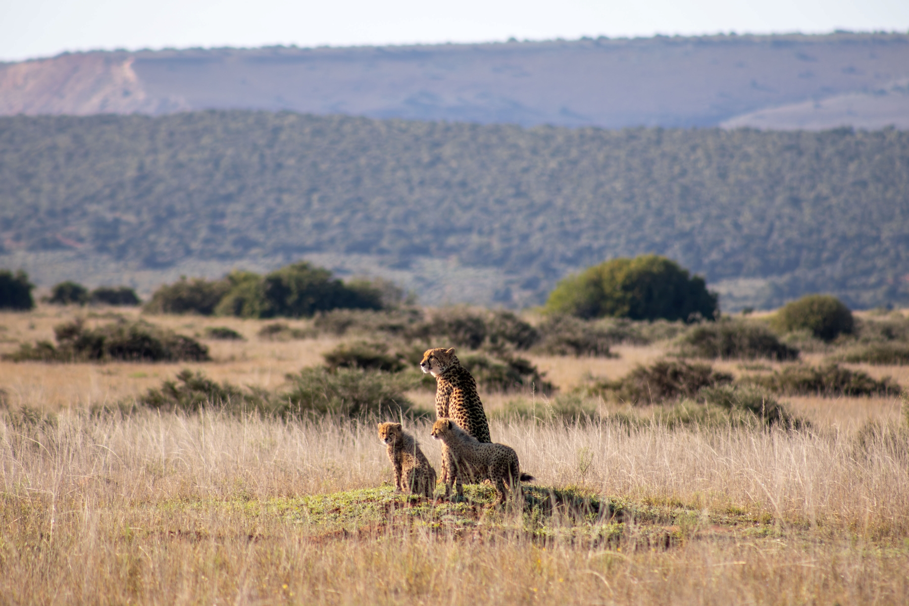 luxury-safaris-with-rhino-africa-at-amakhala_D6A1254 A mother cheetah stands tall on a mound, scanning the horizon while her two cubs sit beside her in the golden grass during a babymoon safari.