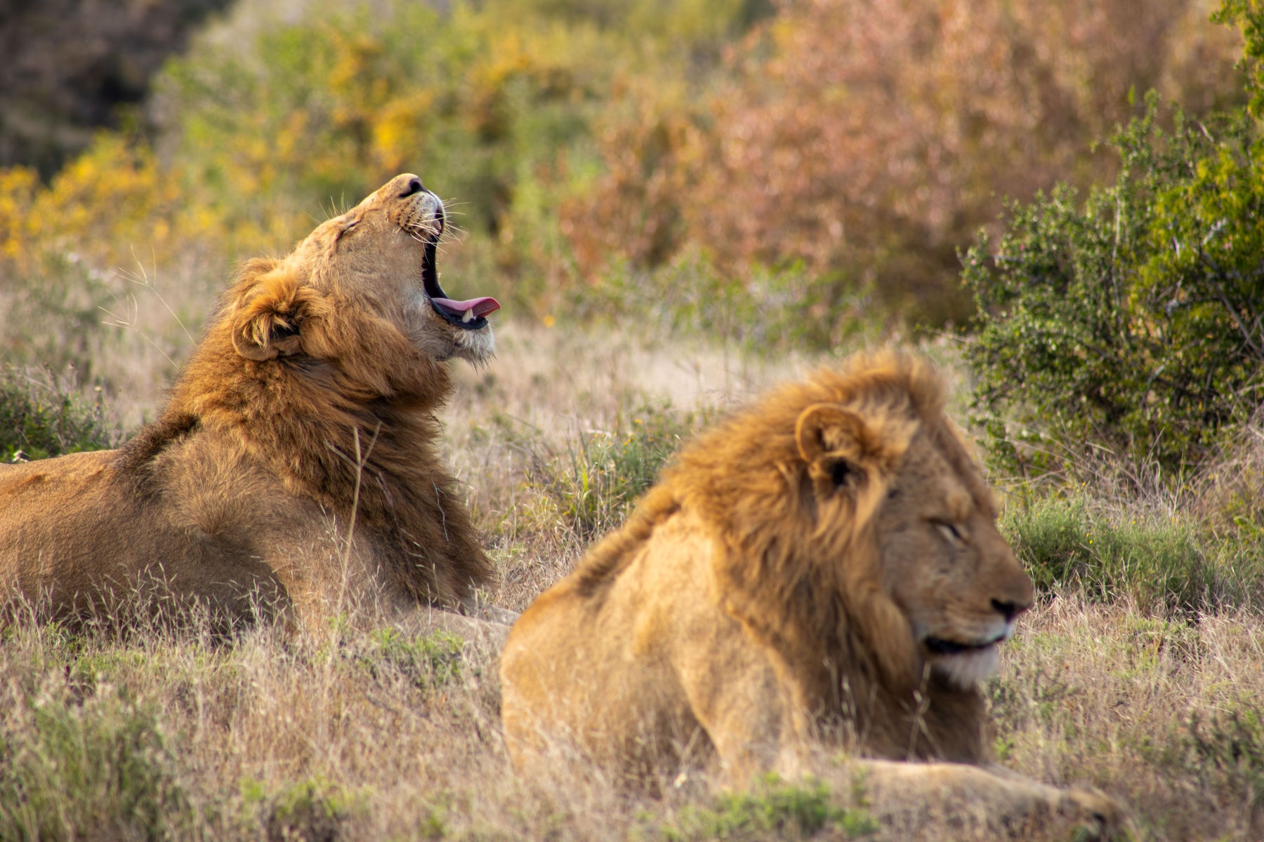 luxury-safaris-with-rhino-africa-at-kwandwe_D6A9832 Two male lions lounge in the golden grass, one yawning widely while the other gazes into the distance during a babymoon safari.