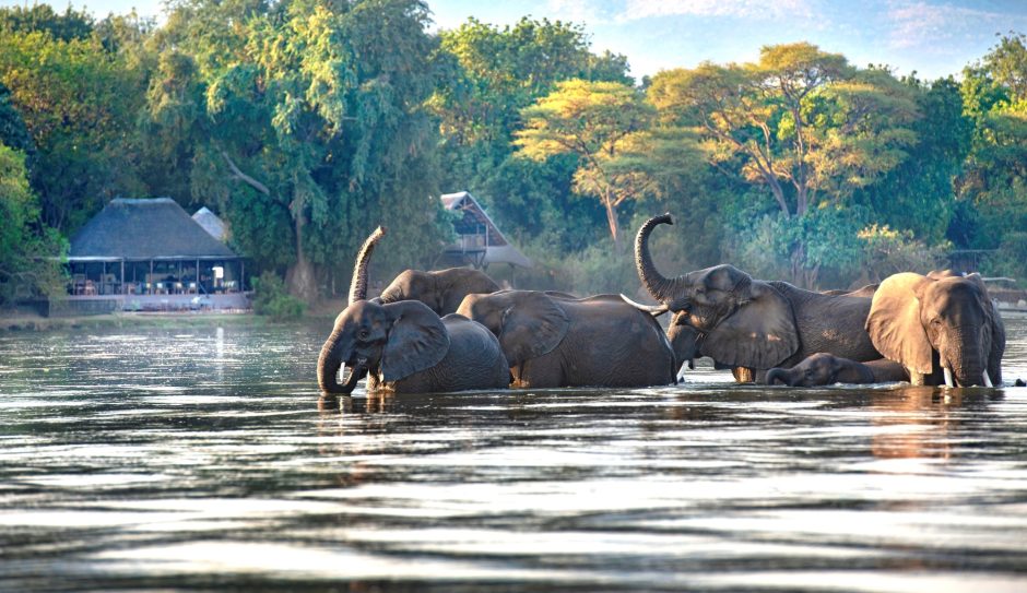 Elephants crossing the river in Lower Zambezi National Park