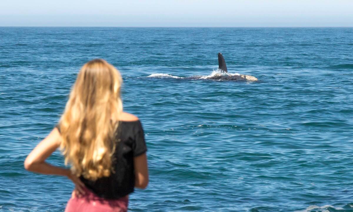 Whale watching in Hermanus is a magical experience