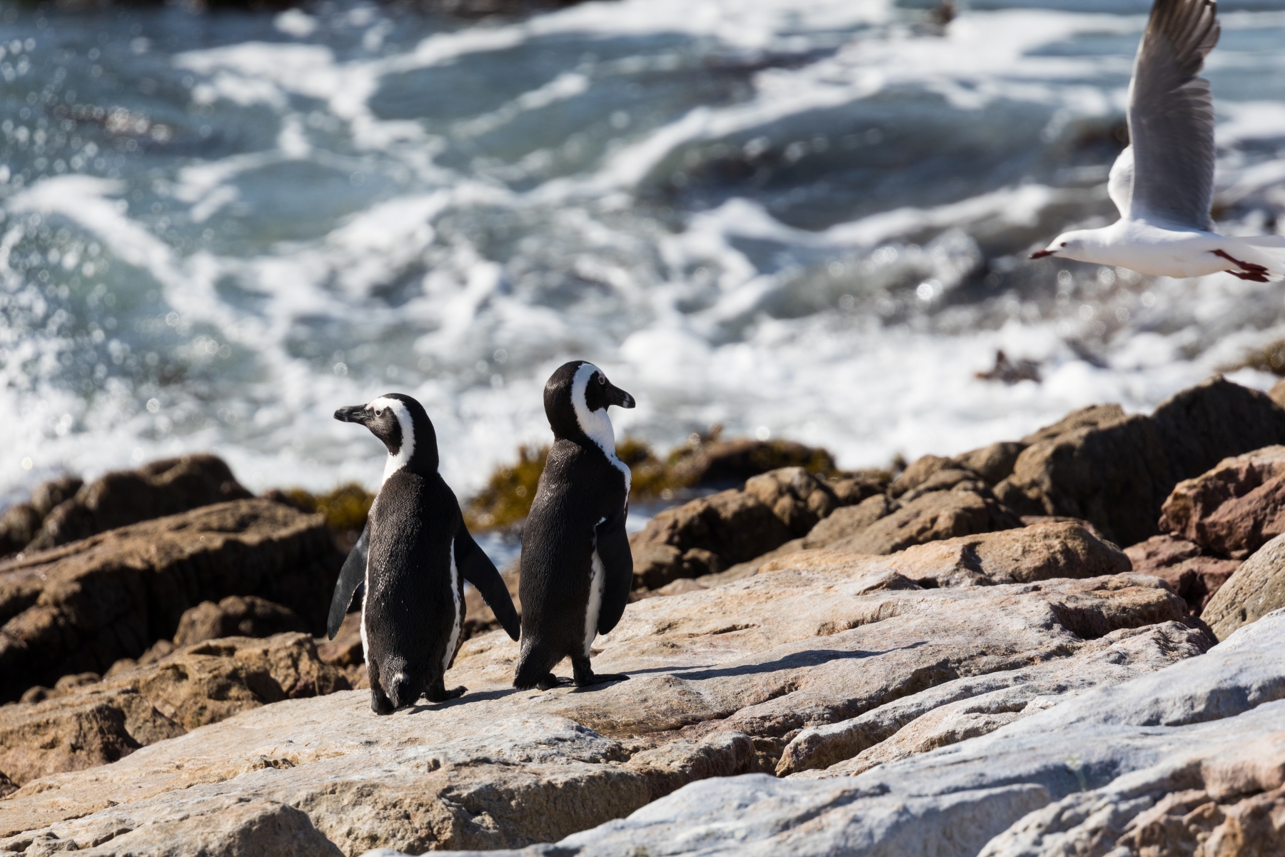 African Penguins Bettys Bay Two African penguins stand on coastal rocks near the ocean en route to whale watching in Hermanus