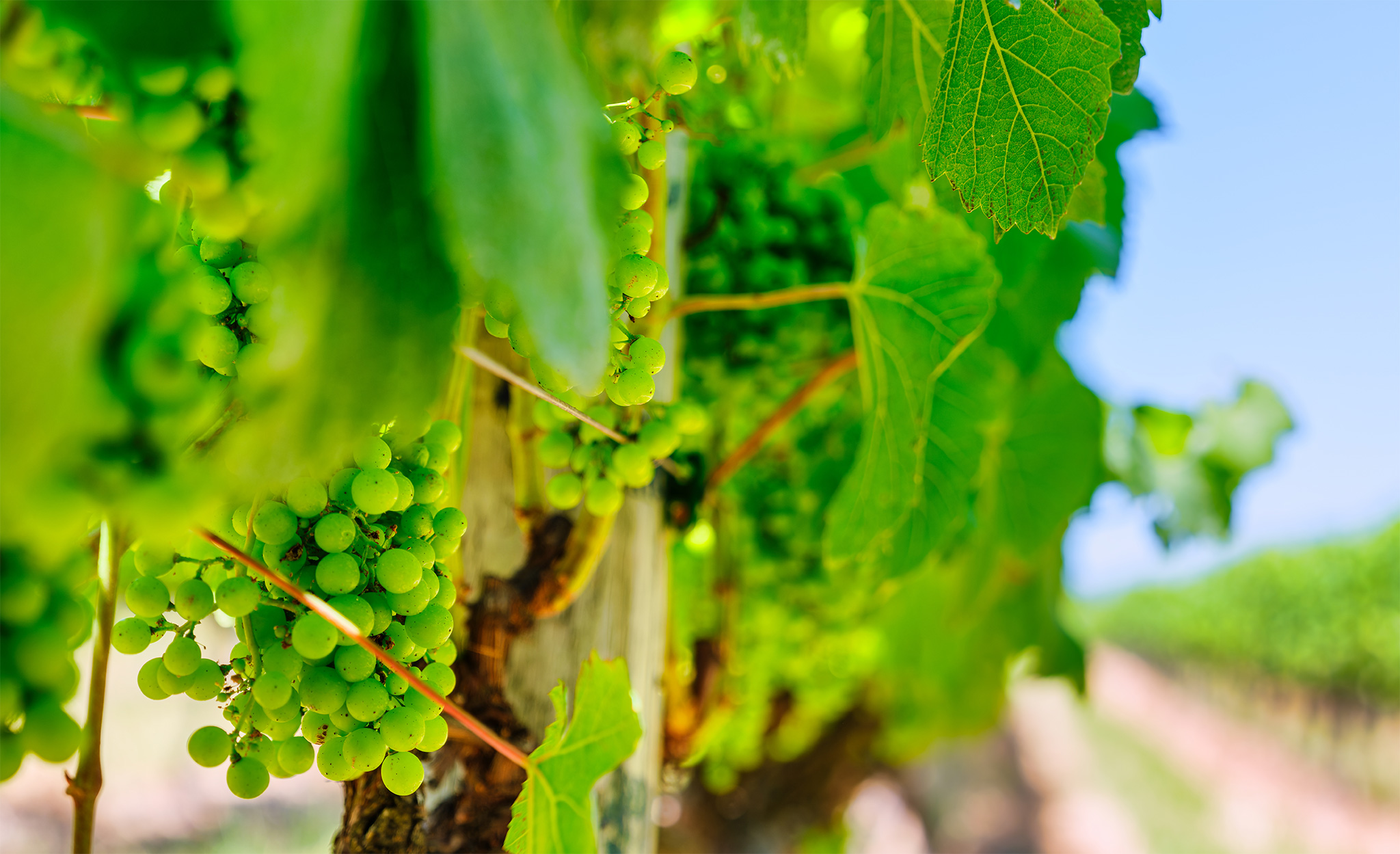 Grapes-South-Africa-vinyard Green wine grapes ripen on the vine in the Hemel-en-Aarde Valley