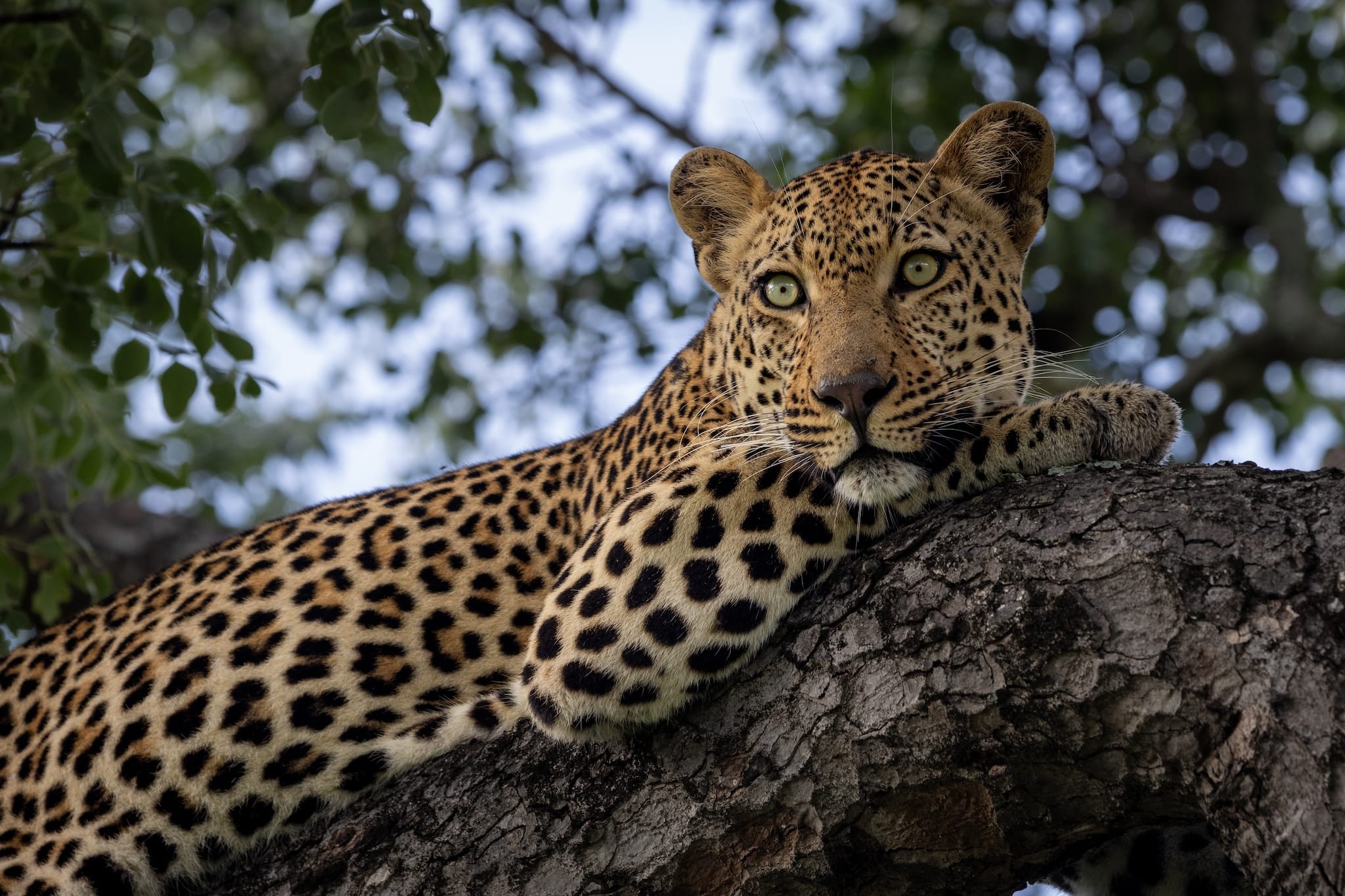 Nhenhe-at-silvan-marius A leopard rests calmly on a tree branch, unaffected by the recent travel advisory confusion