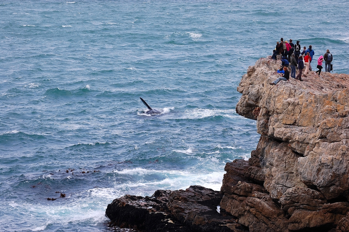 Whale-watching-from-the-cliffs-at-Hermanus-South Africa-447461647 A group of people watch a whale’s flipper from a rocky cliffside viewpoint