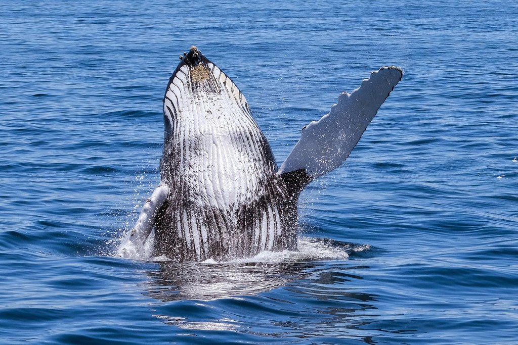 breaching-and-waving-humpback-whale Breaching whale waving