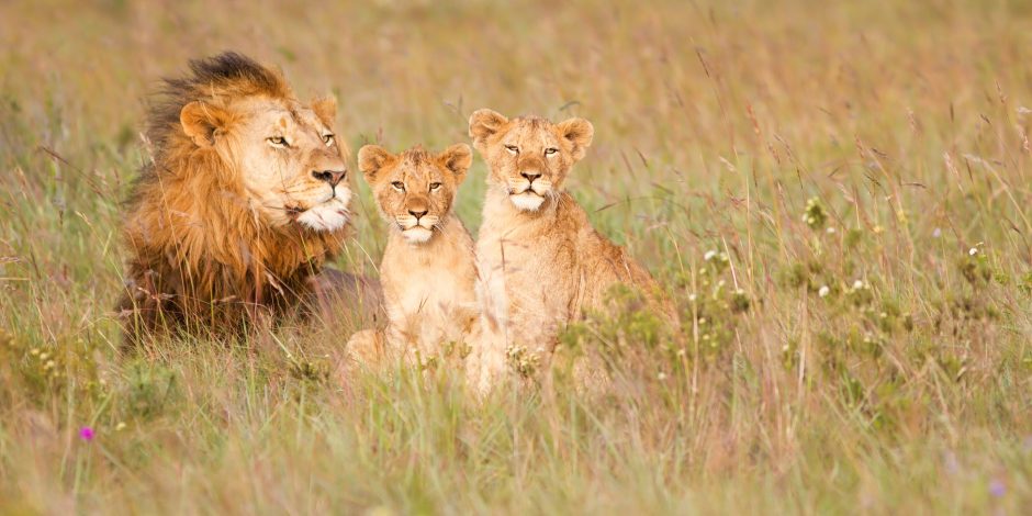 A lion and two cubs sit alert in golden grass, unaffected by any travel advisory headlines