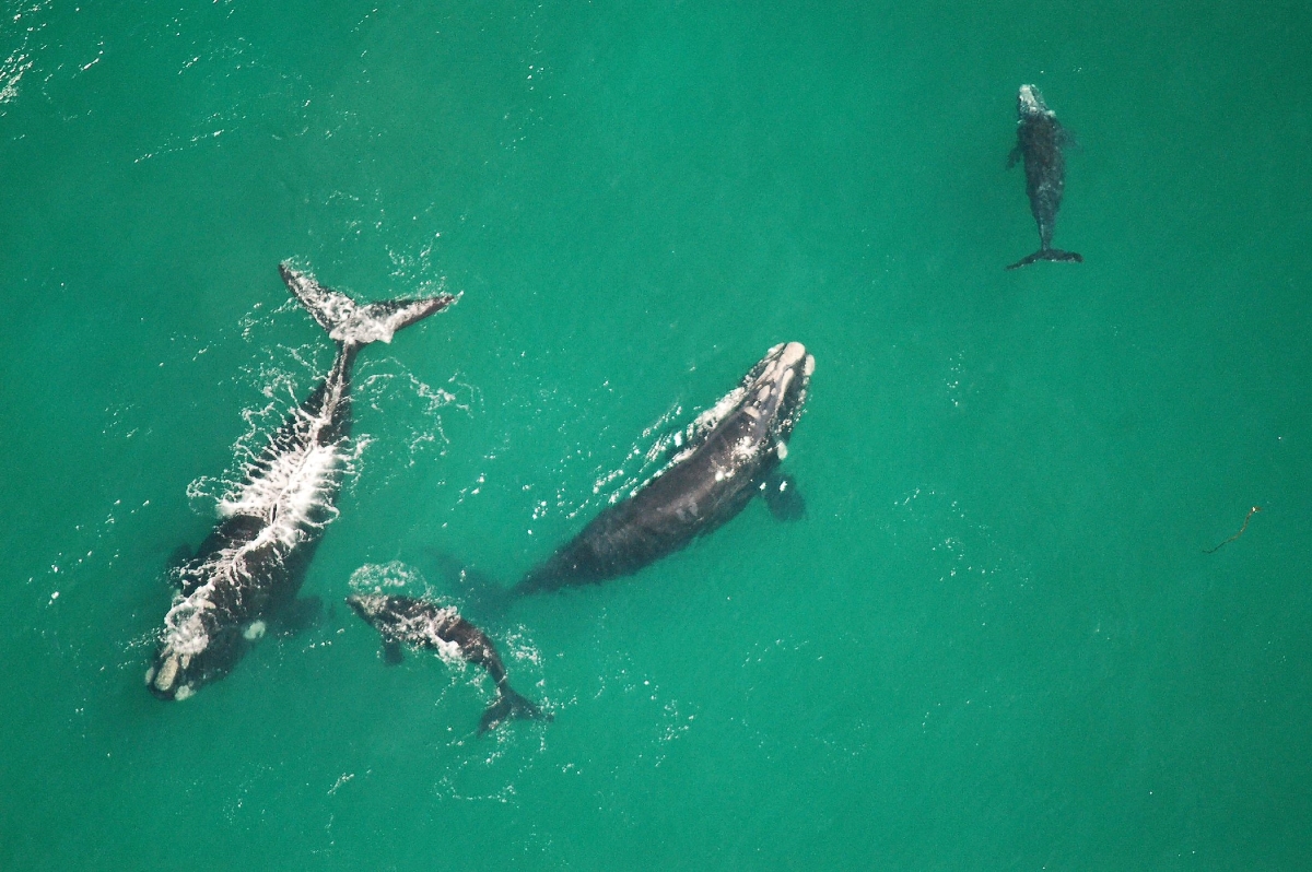 the-marine-hermanus-whales A pod of southern right whales, including calves, swims in turquoise waters during whale watching in Hermanus